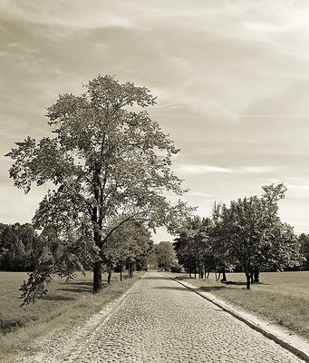 Cobbled road