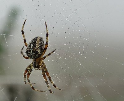 Into the Spider's world#32