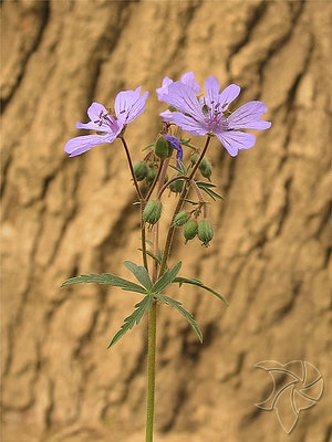 Spring Wild Flower