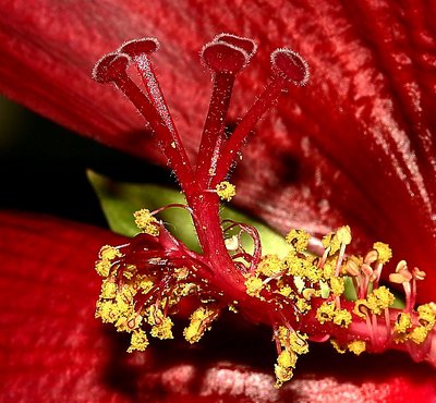 Hibiscus "Luna"