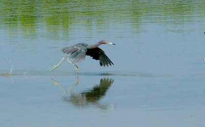 Run heron run
