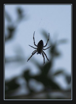 Black Spider