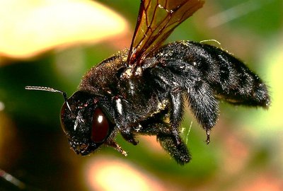 Carpenter  Bee Female