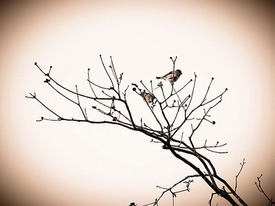 Two birds in a tree in sepia