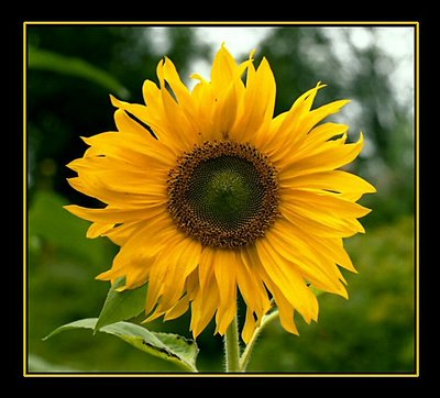 sunflower II