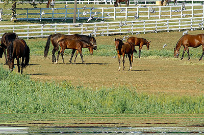 Horse Farm