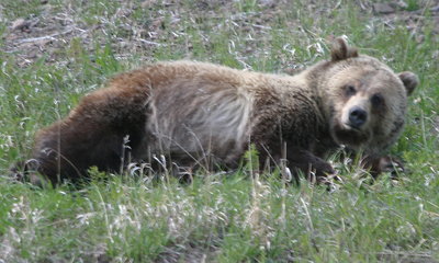 Grizzley Bear Waking Up