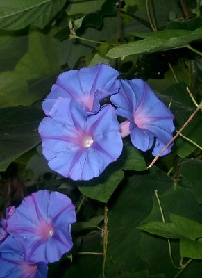 outra flor