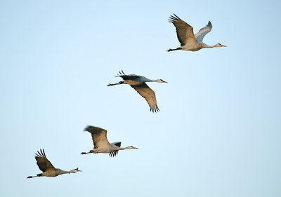 Fly Away (2)