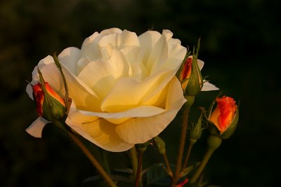 natural bouquet