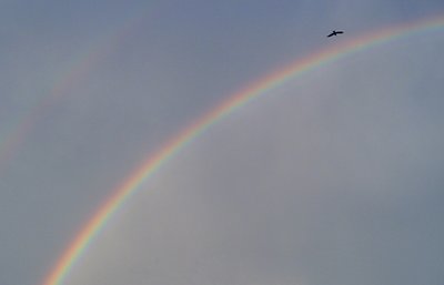 Fly To The Rainbow...