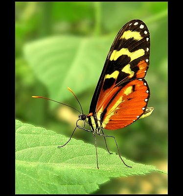 A colourful exotic butterfly