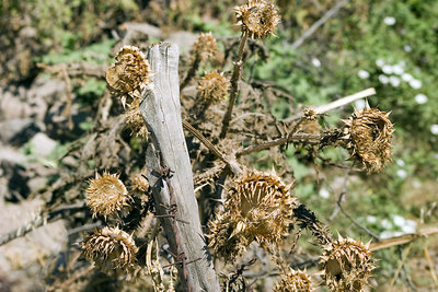 Barbed Wire