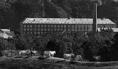 Horses and old mill