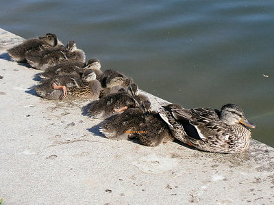 Mommy duck & her chicks
