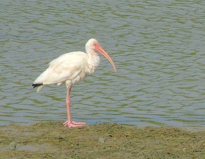 White Ibis