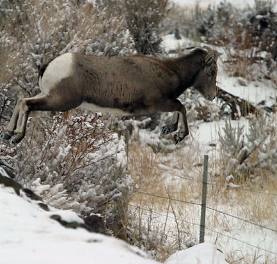 BIG Leap!