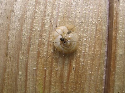 Snail & spider on the wall