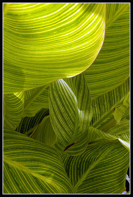 green leaves