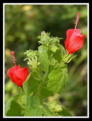Wildflower