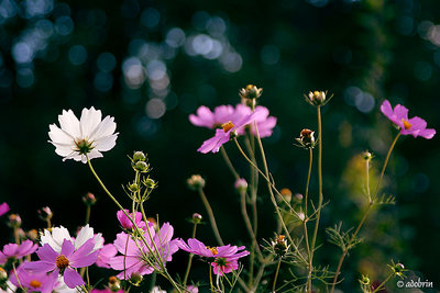 september's light