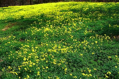 Spring comes to Kororoit Creek