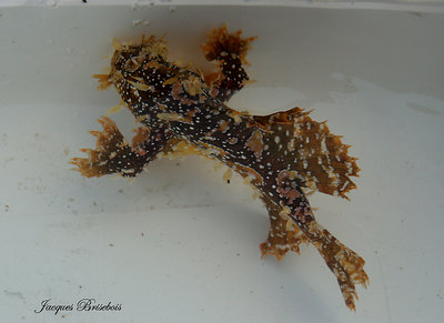 wonderful fish