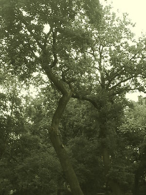 an old tree
