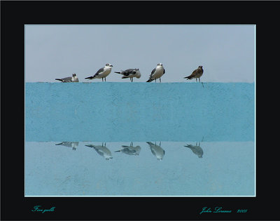 Five Gulls