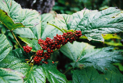 Berries