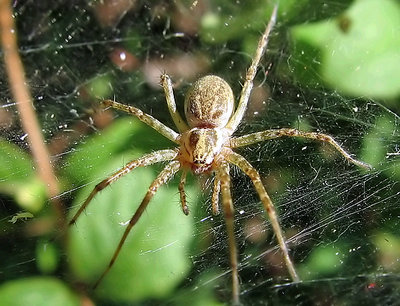 the spider behind my office