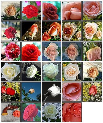 A mosaic of my roses