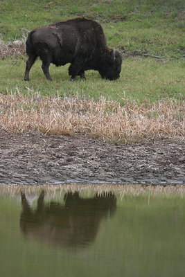 Buffalo Reflection
