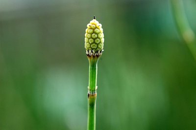 Strobilus (Equesetum)