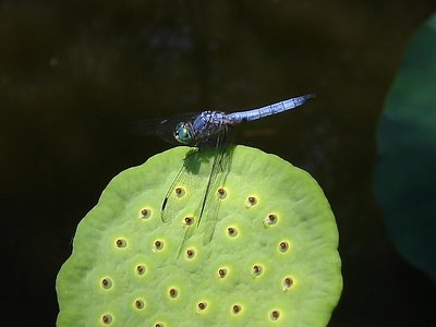 Blue on Green