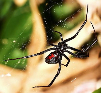 Black  Widow  Spider  Waiting