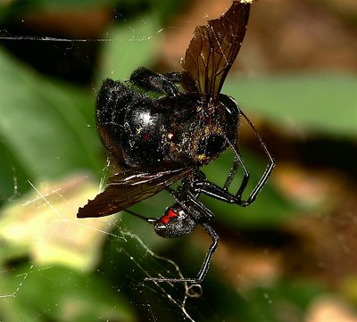 Black Widow Semi-Fast Food