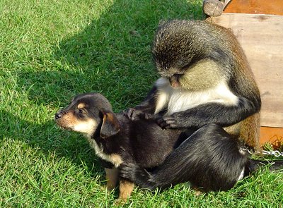 Scratch Me!!! - Monkey business #2