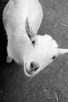 Victor the white goat...