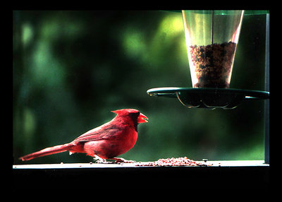 Louisiana cardinal