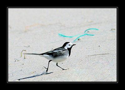 Wagtail on the beach