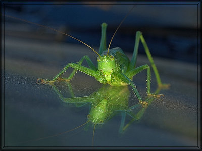 grasshopper