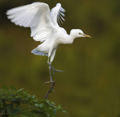 Wings