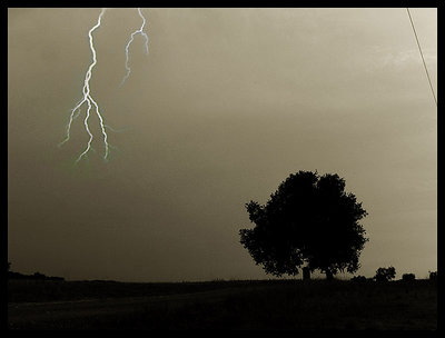 The tree face the storm