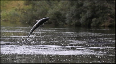 Feeding frenzy