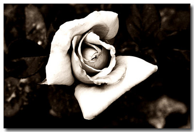 Weathered Roses