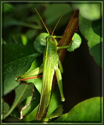 Grasshopper