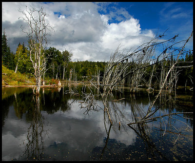 Northern Beaver Pond