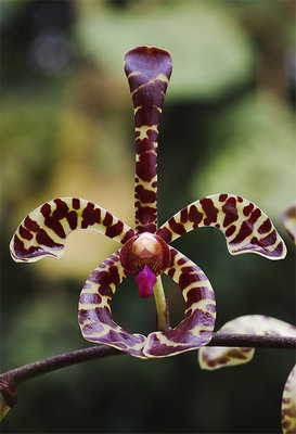 Orchid