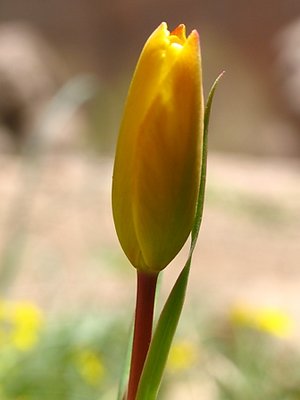 Tulip